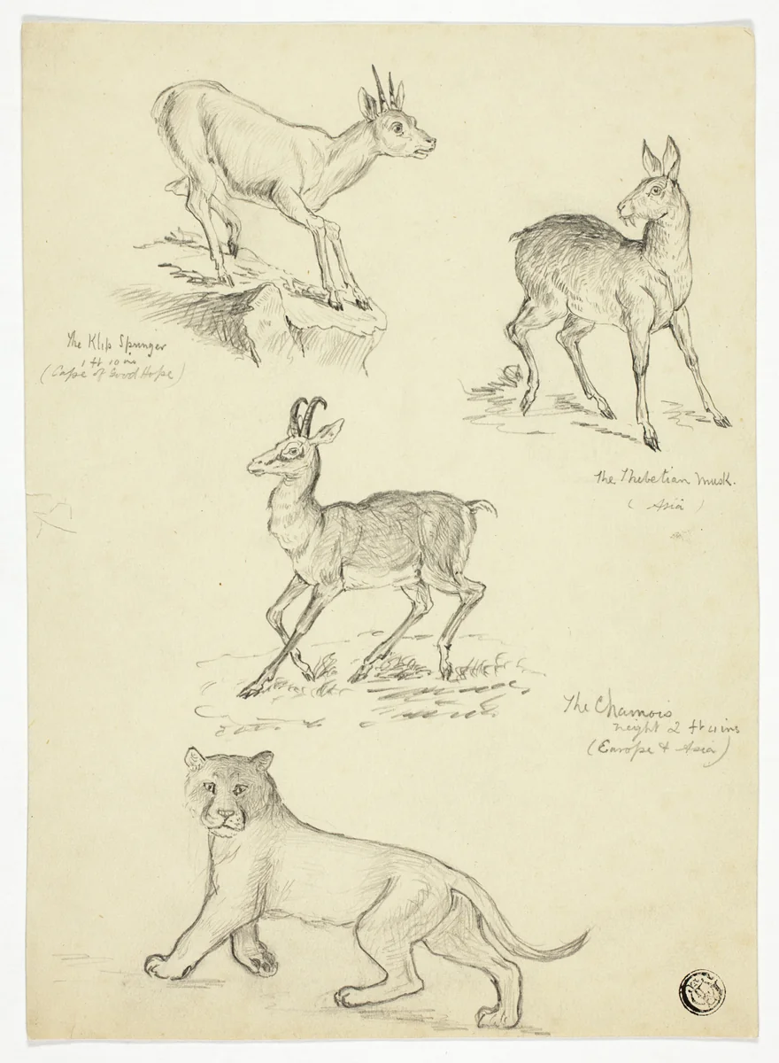 Chamois, Musk, Klipbok and Lion by Thomas Uwins or Samuel Howett, drawing, 1785-1857