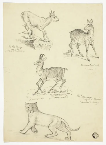 Chamois, Musk, Klipbok and Lion by Thomas Uwins or Samuel Howett, drawing, 1785-1857
