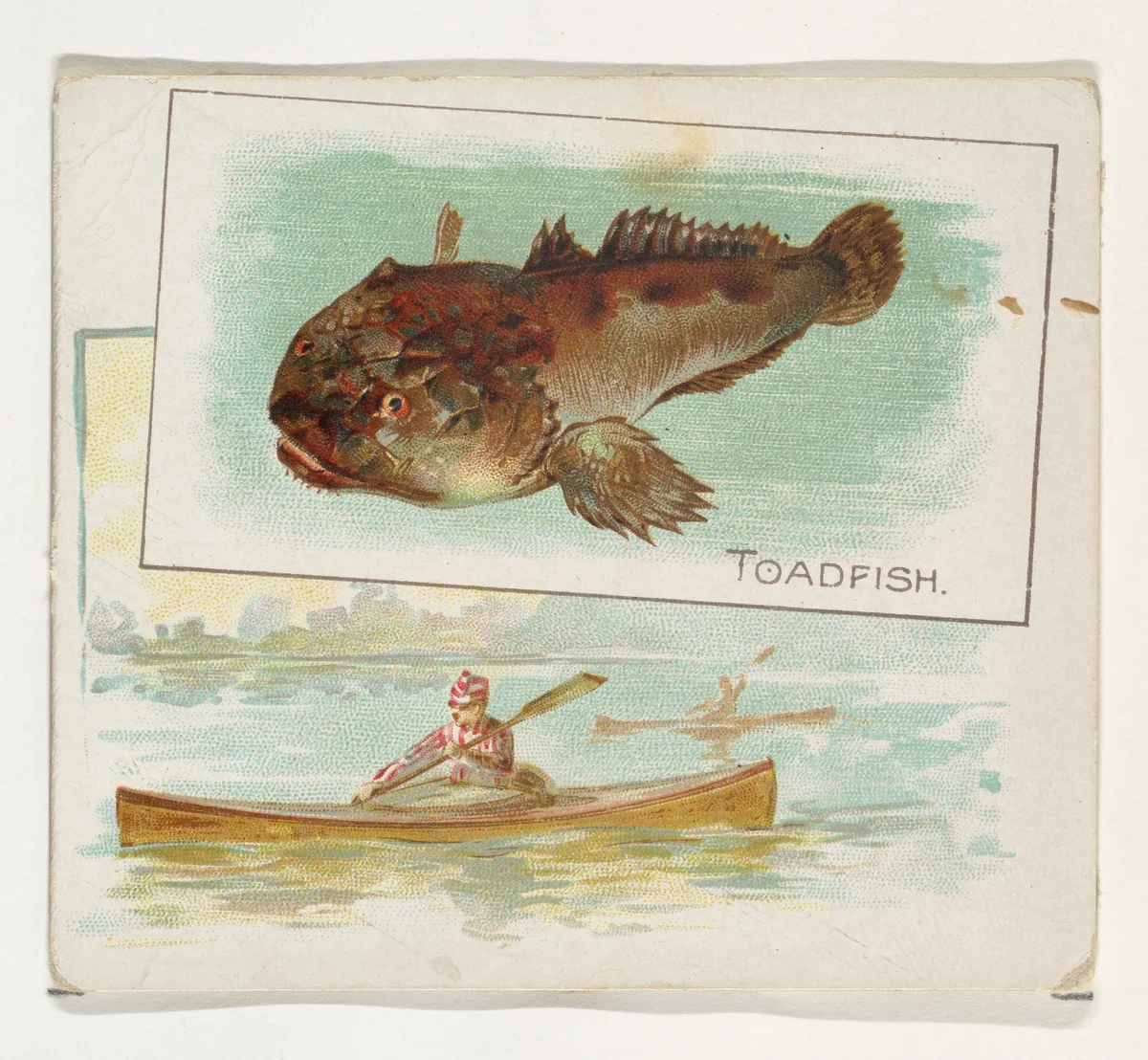 Toadfish, from Fish from American Waters series (N39) for Allen & Ginter Cigarettes by Allen & Ginter, print, 1889