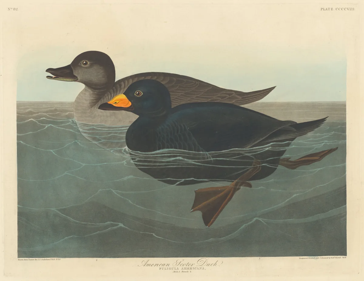 American Scoter Duck by Robert Havell, Jr.; John James Audubon, print, 1838