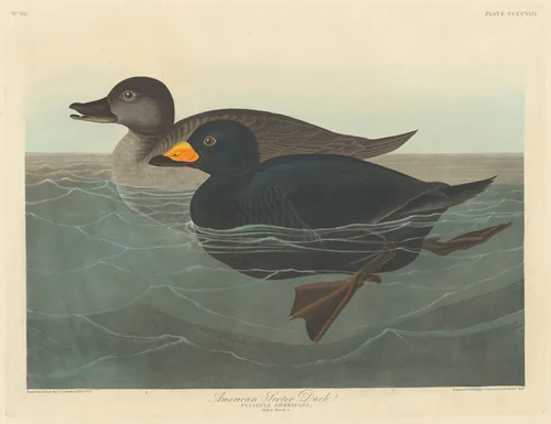 American Scoter Duck by Robert Havell, Jr.; John James Audubon, print, 1838