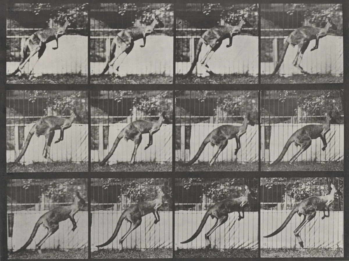 Plate Number 753. Kangaroo jumping by Eadweard Muybridge, photograph, 1887