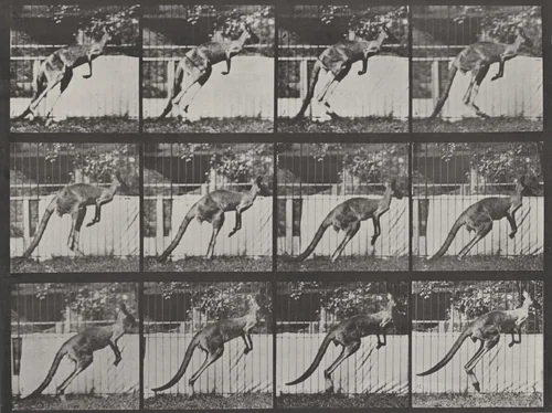 Plate Number 753. Kangaroo jumping by Eadweard Muybridge, photograph, 1887