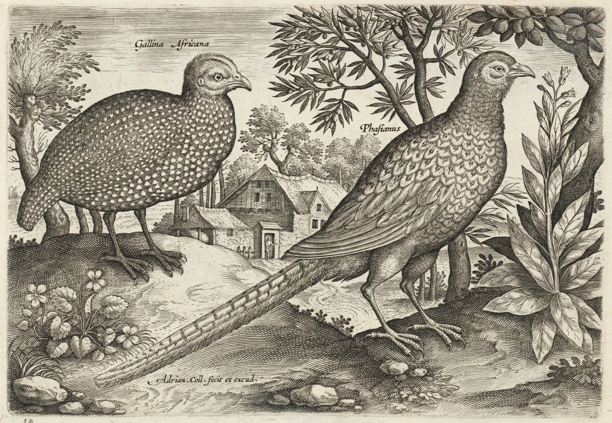 Guinea Fowl and Pheasant by Adriaen Collaert, print, 1595-1605