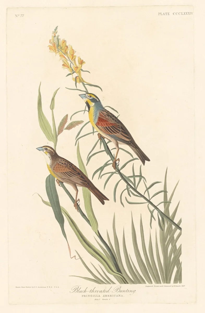 Black-throated Bunting by Robert Havell, Jr.; John James Audubon, print, 1837