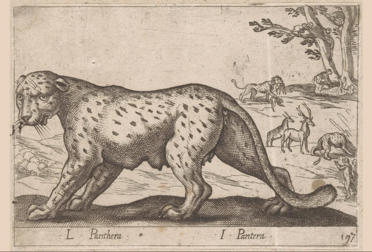 Panter by Antonio Tempesta, print, 1565-1630
