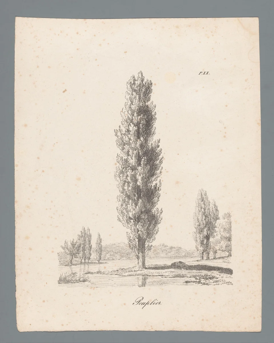 Populier by J. Bernard, print, 1820-1833
