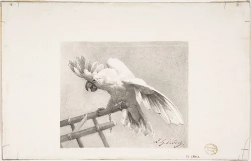 The Angry Parrot by Jean-Georges Vibert, drawing, 1855-1902