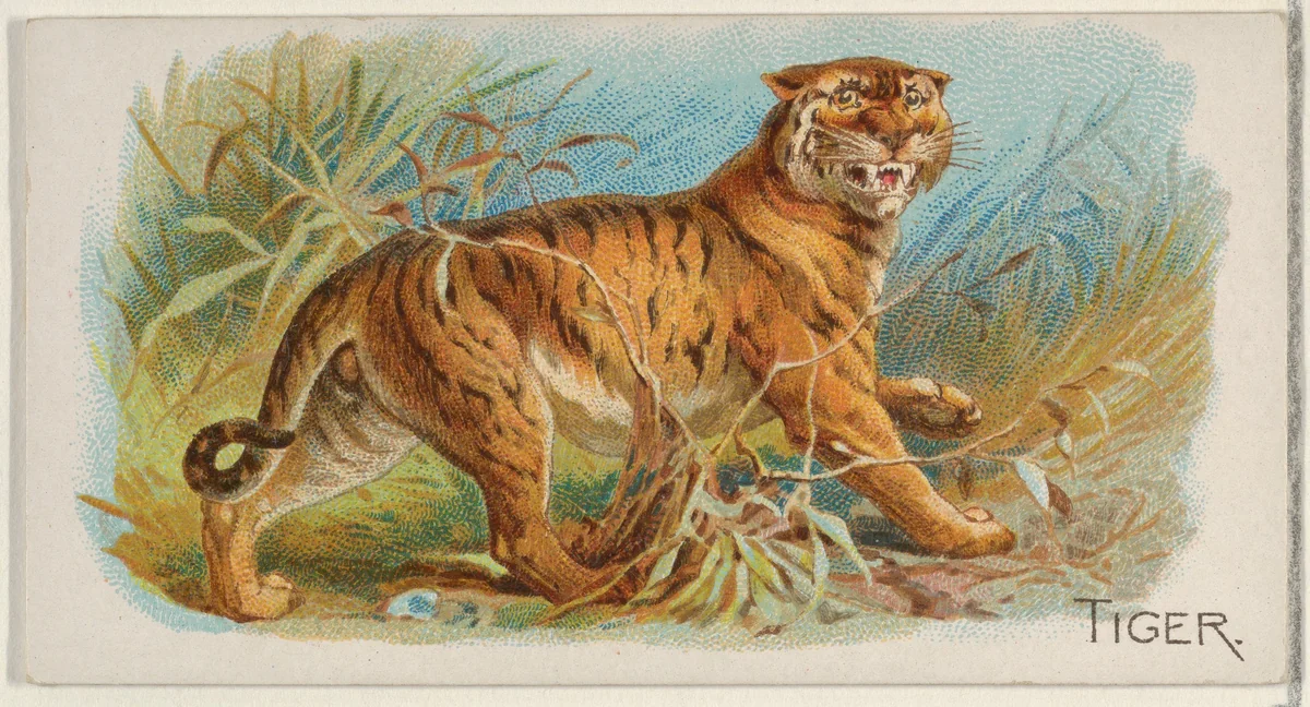 Tiger, from the Quadrupeds series (N21) for Allen & Ginter Cigarettes by Allen & Ginter, print, 1890