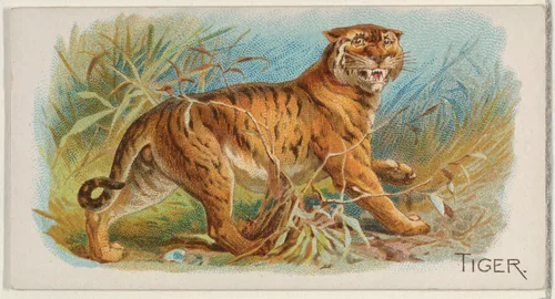 Tiger, from the Quadrupeds series (N21) for Allen & Ginter Cigarettes by Allen & Ginter, print, 1890