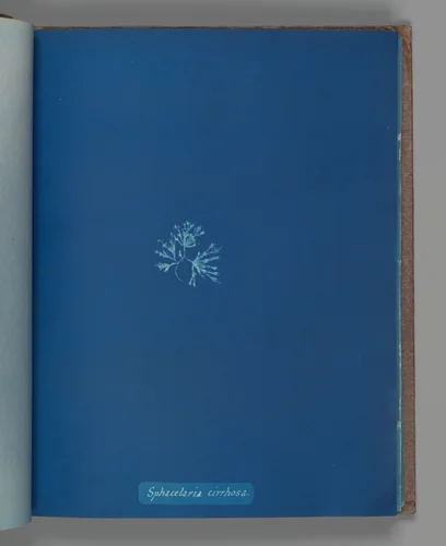 Sphacelaria cirrhosa by Anna Atkins, photograph, 1851-1855