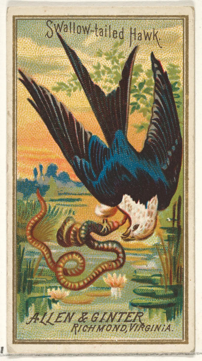 Swallow-tailed Hawk, from the Birds of America series (N4) for Allen & Ginter Cigarettes Brands by Allen & Ginter, print, 1888