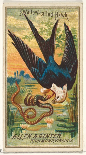 Swallow-tailed Hawk, from the Birds of America series (N4) for Allen & Ginter Cigarettes Brands by Allen & Ginter, print, 1888