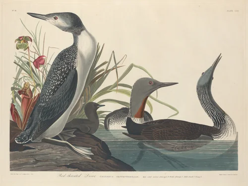 Red-throated Diver by Robert Havell, Jr.; John James Audubon, print, 1834