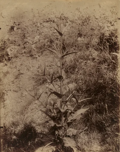 Peigne Cardons by Eugène Atget, photograph, 1900