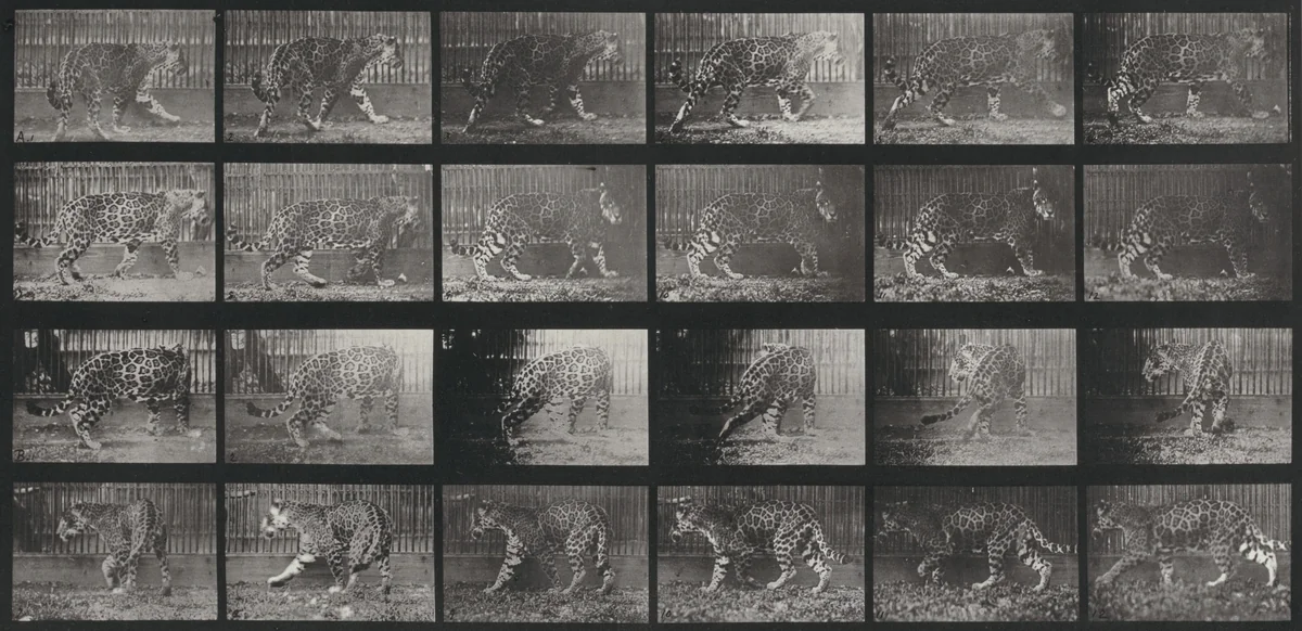 Plate Number 731. Jaguar. A: Walking. B: Turning around by Eadweard Muybridge, photograph, 1887