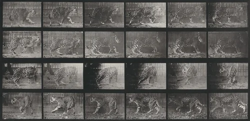 Plate Number 731. Jaguar. A: Walking. B: Turning around by Eadweard Muybridge, photograph, 1887