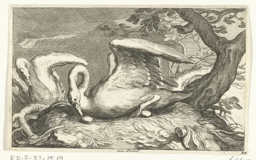 Twee zwanen by Frederick Bloemaert, print, 1635-1670