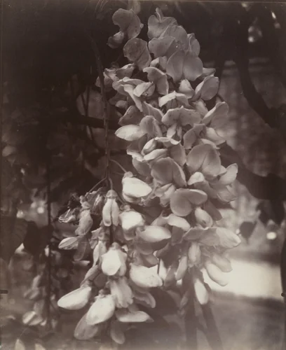 Glycine by Eugène Atget, photograph, 1919