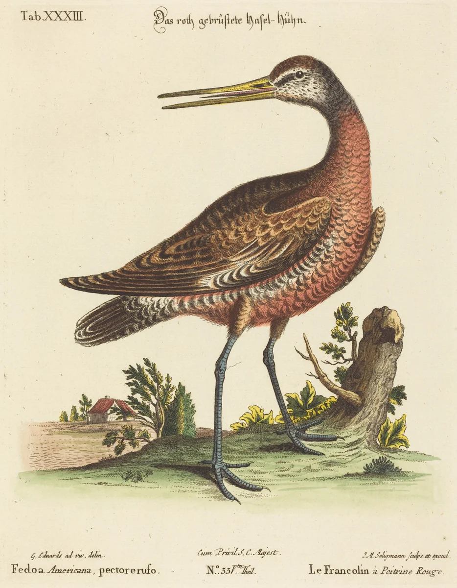 Fedoa Americana, pectore ruso by Johann Michael Seligmann, print, 1720-1762