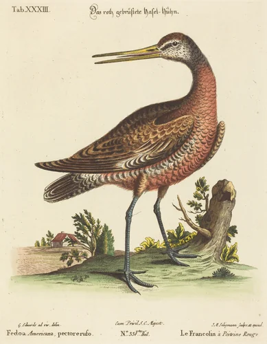 Fedoa Americana, pectore ruso by Johann Michael Seligmann, print, 1720-1762