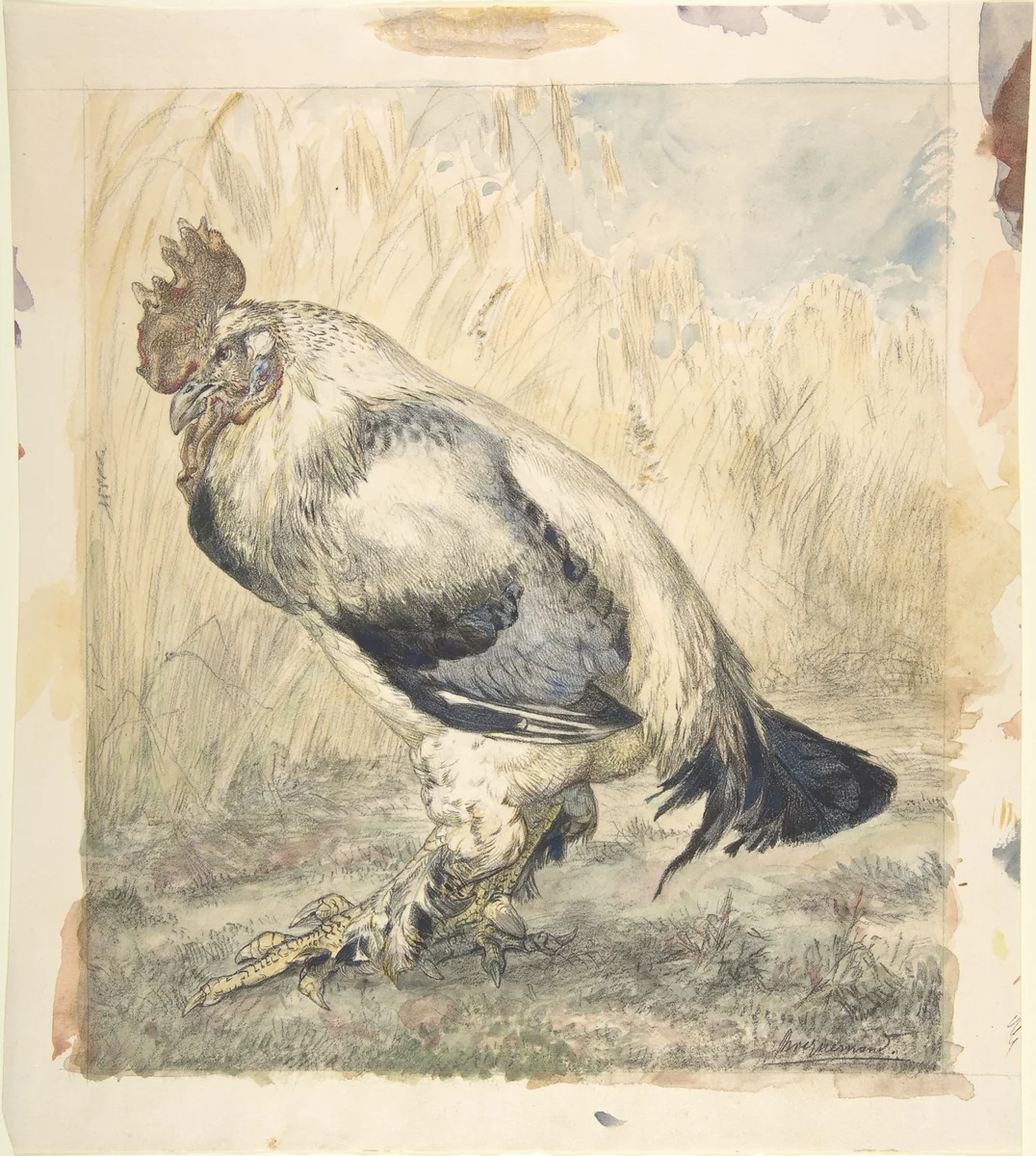 The Old Cock by Félix Bracquemond, drawing, 1877-1887