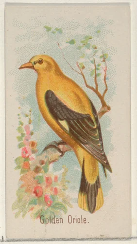 Golden Oride, from the Song Birds of the World series (N23) for Allen & Ginter Cigarettes by Allen & Ginter, print, 1890