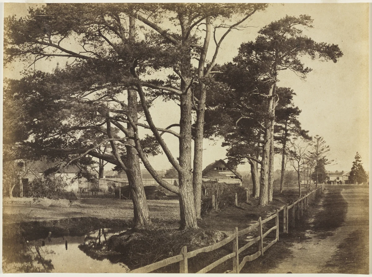 Scotch Firs, Hawkhurst by Benjamin Brecknell Turner, photograph, 1853