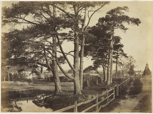 Scotch Firs, Hawkhurst by Benjamin Brecknell Turner, photograph, 1853
