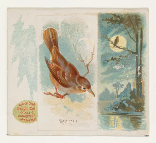 Nightingale, from the Song Birds of the World series (N42) for Allen & Ginter Cigarettes by Allen & Ginter, print, 1890