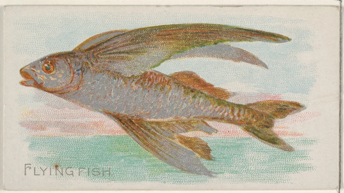 Flying Fish, from the Fish from American Waters series (N8) for Allen & Ginter Cigarettes Brands by Allen & Ginter, print, 1889