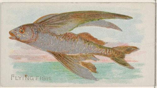 Flying Fish, from the Fish from American Waters series (N8) for Allen & Ginter Cigarettes Brands by Allen & Ginter, print, 1889