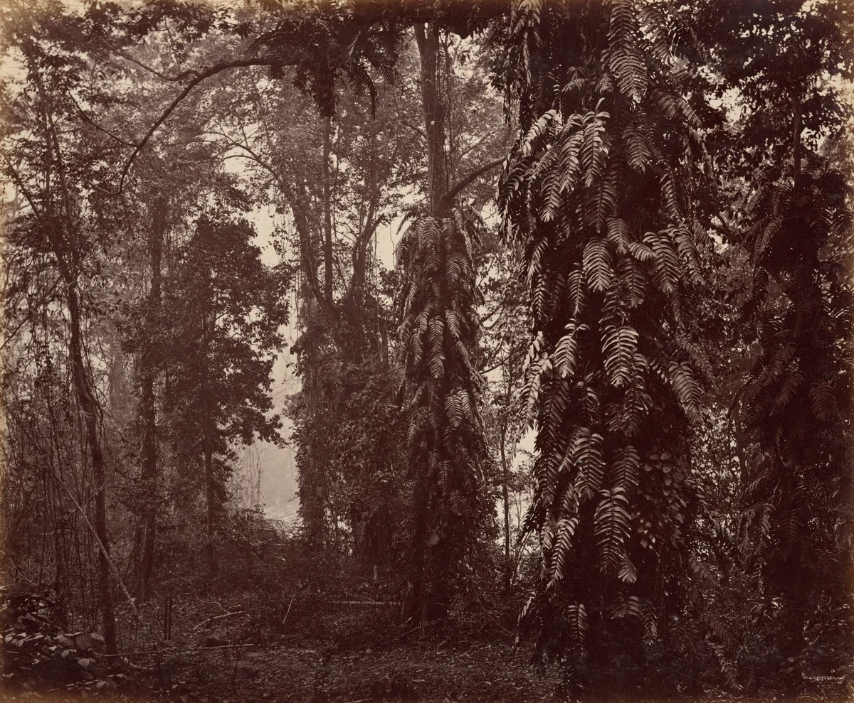 Darjeeling, India by Samuel Bourne, photograph, 1860-1870