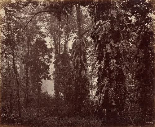 Darjeeling, India by Samuel Bourne, photograph, 1860-1870