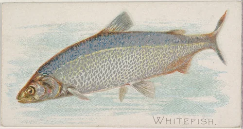 Whitefish, from the Fish from American Waters series (N8) for Allen & Ginter Cigarettes Brands by Allen & Ginter, print, 1889
