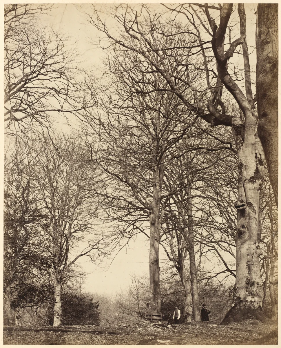 Queen Adelaide's Beech by William Bambridge, photograph, 1864