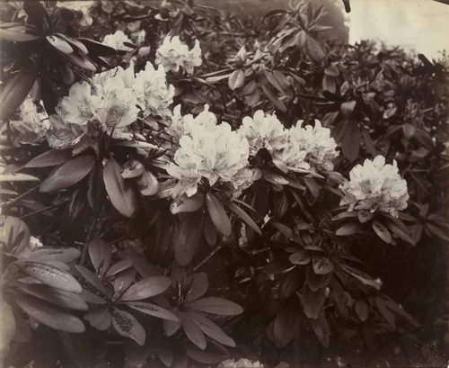 Rhododendrons by Eugène Atget, photograph, 1922
