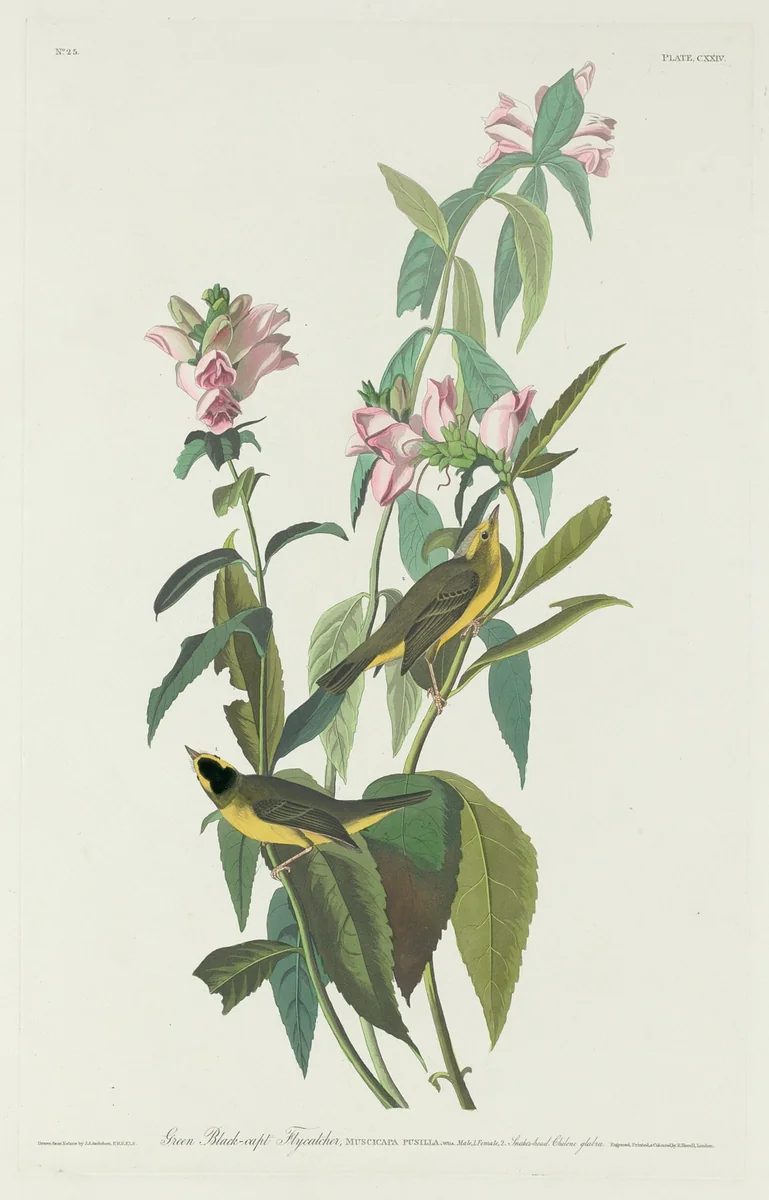 Green Black-Capt Flycatcher by Robert Havell, Jr.; John James Audubon, print, 1831