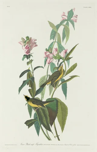 Green Black-Capt Flycatcher by Robert Havell, Jr.; John James Audubon, print, 1831