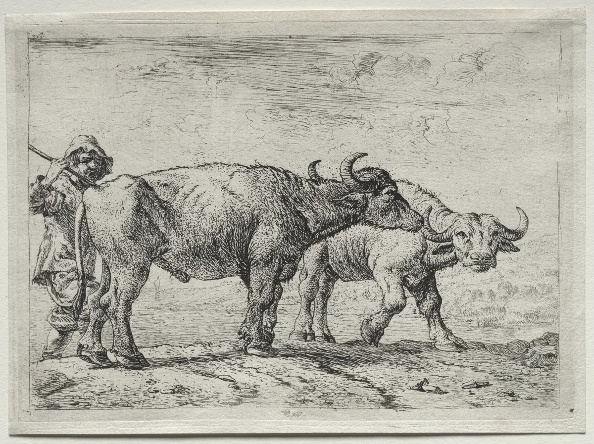 The Two Buffaloes by Pieter van Laer, print