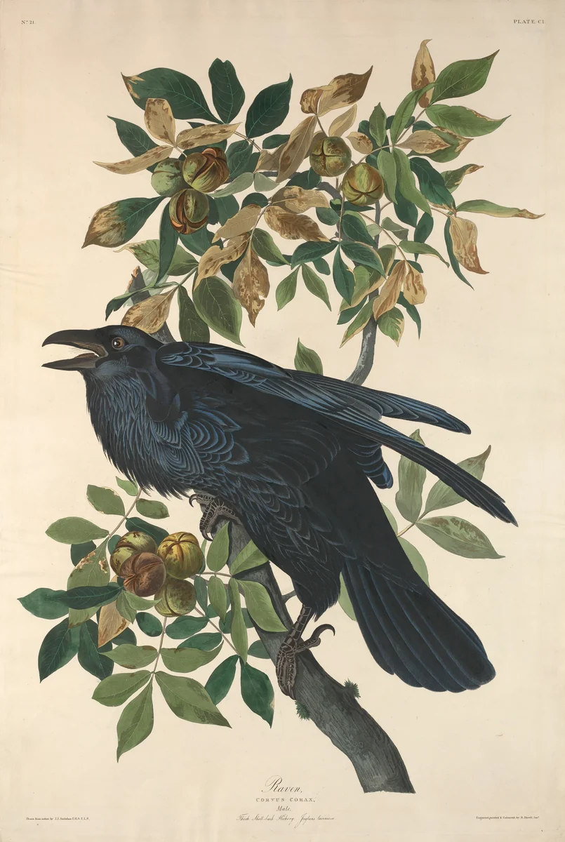 Raven by Robert Havell, Jr.; John James Audubon, print, 1831