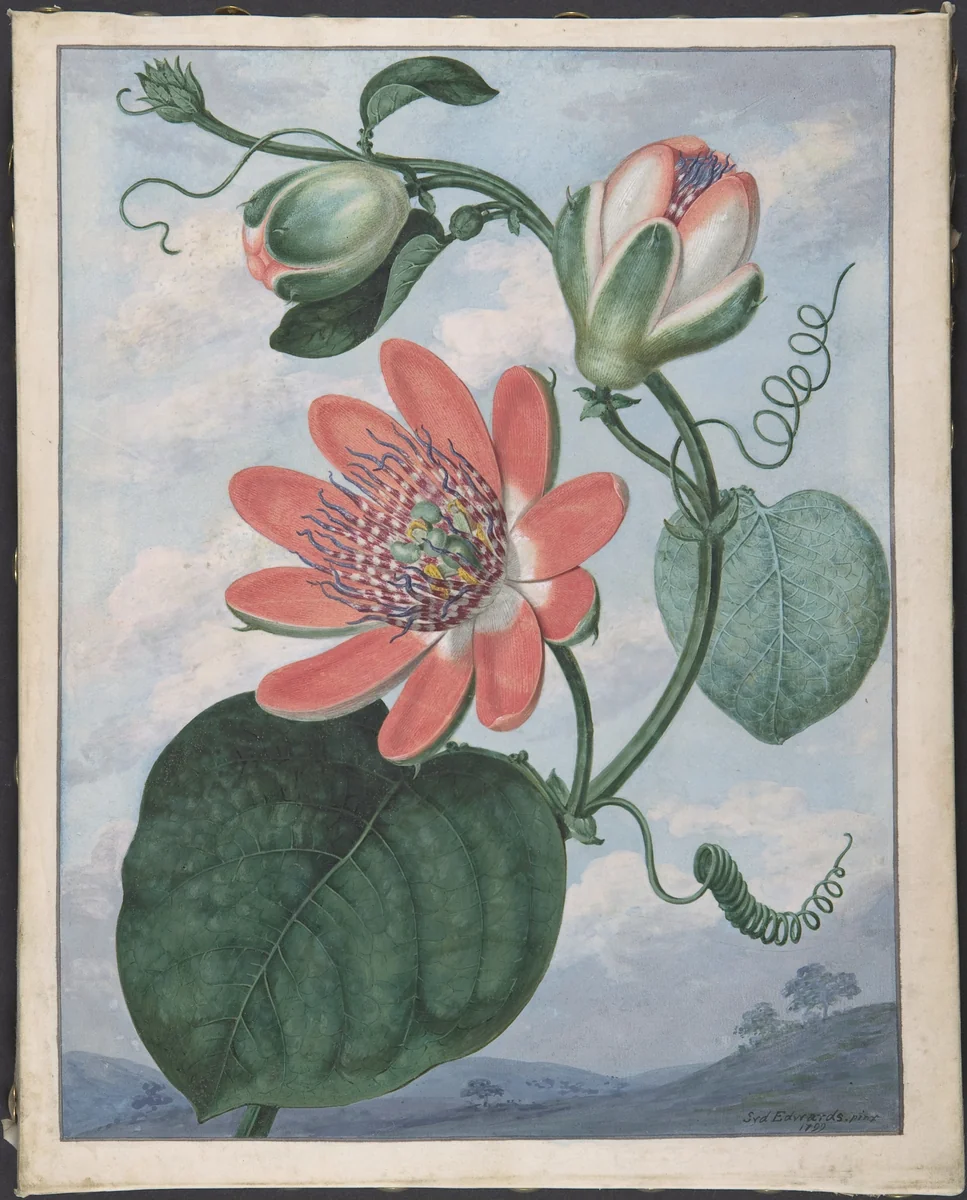 Winged passionflower (Passiflora alata) by Sydenham Teak Edwards, drawing, 1799