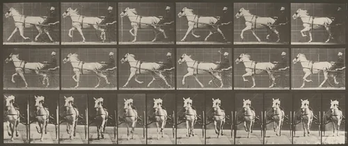 Plate Number 610. "Katydid" trotting, harnessed to sulky by Eadweard Muybridge, photograph, 1887