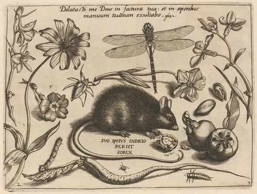 Archetypa studiaque patris Georgii Hoefnagelii [Part 3, Plate 2] by Jacob Hoefnagel; Joris Hoefnagel, print, 1592