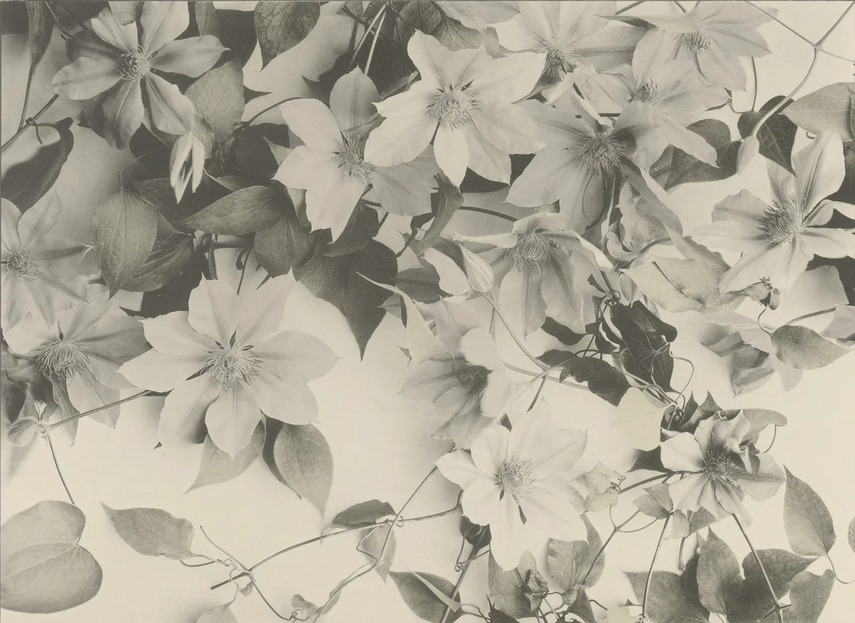 Page from Festons und Dekorative Gruppen by Unidentified Photographer, photograph, 1893