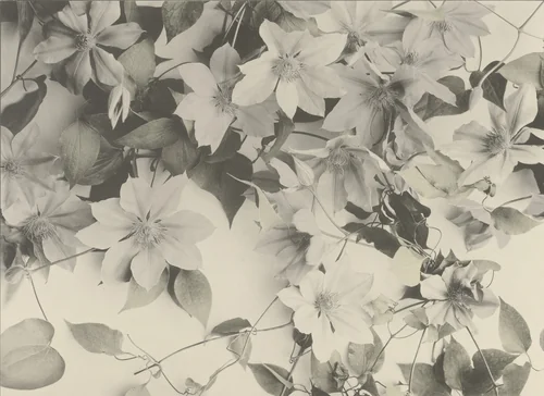 Page from Festons und Dekorative Gruppen by Unidentified Photographer, photograph, 1893