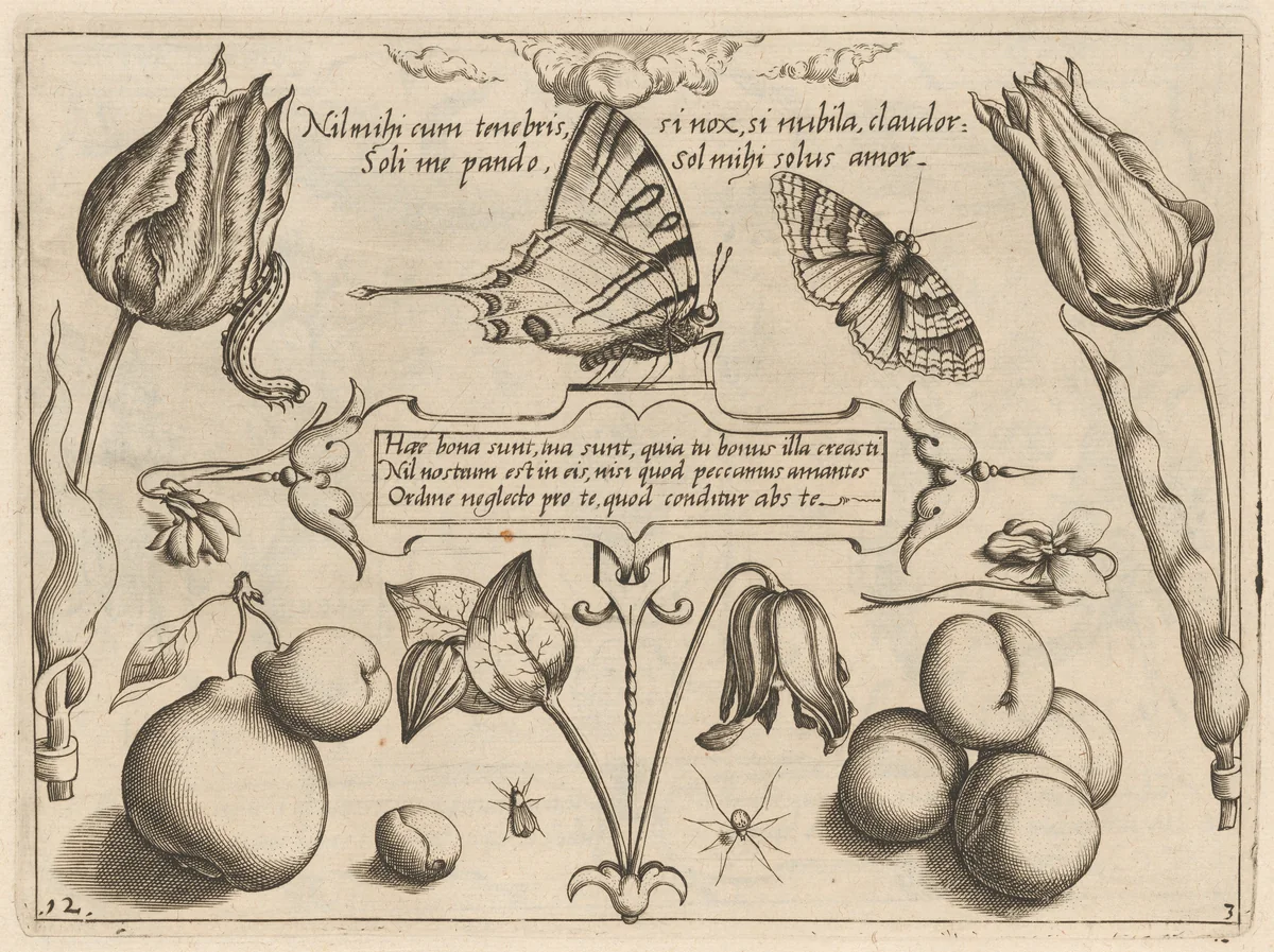 Archetypa studiaque patris Georgii Hoefnagelii [Part 3, Plate 12] by Jacob Hoefnagel; Joris Hoefnagel, print, 1592