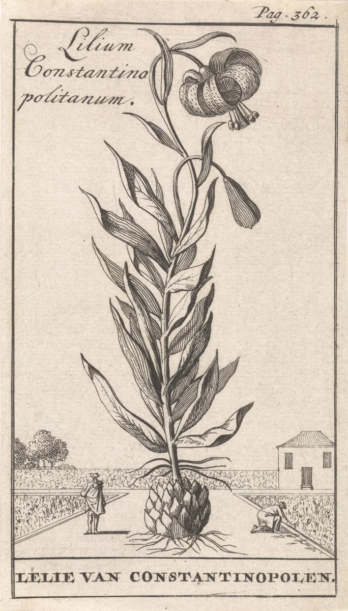 Lelie van Constantinopel by Caspar Luyken, print, 1698