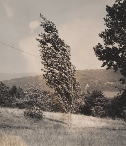 Poplar—Lake George by Alfred Stieglitz, photograph, 1937