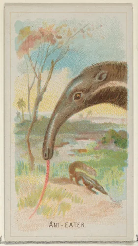 Anteater, from the Wild Animals of the World series (N25) for Allen & Ginter Cigarettes by Allen & Ginter, print, 1888